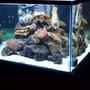140 gallons reef tank (mostly live coral and fish) - 140GL Cube Reef Tank