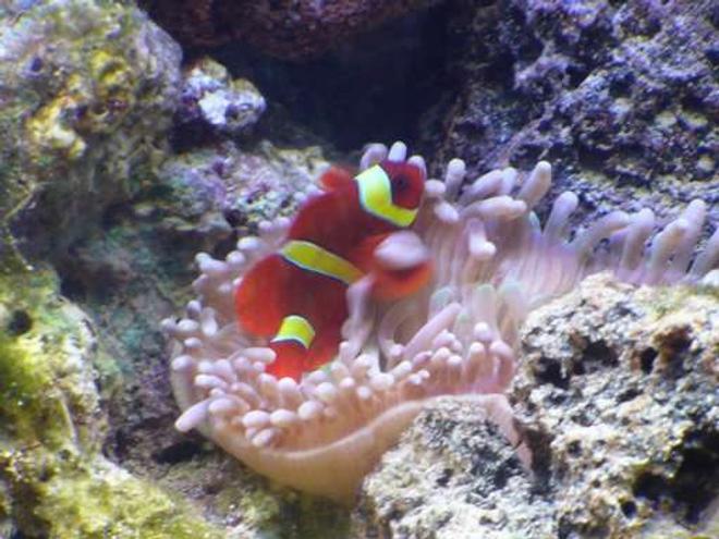 saltwater fish - premnas biaculeatus - yellowstripe maroon clownfish stocking in 140 gallons tank - Clown Fish & Anemone