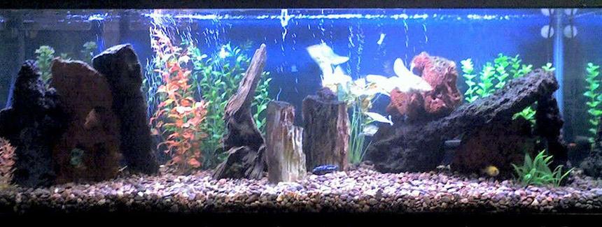 Rated #150: 60 Gallons Freshwater Fish Tank - My aggressive buggers tank. Got 2 Mbuna Cichlids, Synodontis Catfish, Tiger Botia Loach, Banded Leporinus, Rainbow Shark, Spotted Climbing Perch, Striped Headstander, Chinese Algae Eater, Blue Crayfish, Amazon River Prawn, and 5 Mystery Snails in there. Sorry about the quality, took the pic. with my phone's camera.
