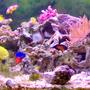 36 gallons reef tank (mostly live coral and fish) - lots of color, just the way I like it.