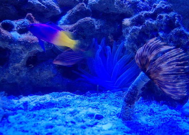 corals inverts - sabellastarte sp. - feather duster stocking in 36 gallons tank - cool pic in the dark
