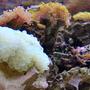 corals inverts - plerogyra sinuosa - bubble coral stocking in 36 gallons tank - new bubble tip anemone