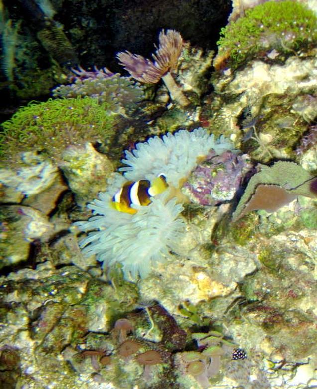 corals inverts - condylactis gigantea - condy anemone stocking in 36 gallons tank - blah
