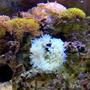 corals inverts - condylactis gigantea - condy anemone stocking in 36 gallons tank - blah