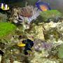 saltwater fish - gobiodon okinawae - clown goby, yellow stocking in 36 gallons tank - Coral Beauty, Clarkii Clown, Clown/Yellow Gobie and lots more