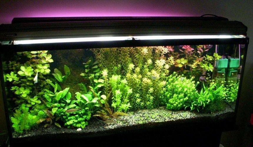 Rated #599: 48 Gallons Planted Tank - 48gal