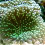 corals inverts - ricordea florida - ricordea mushroom stocking in 150 gallons tank - green ricordea florida