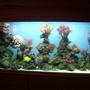 250 gallons reef tank (mostly live coral and fish) - reef mix of corals and fish been up and runing for 6 months