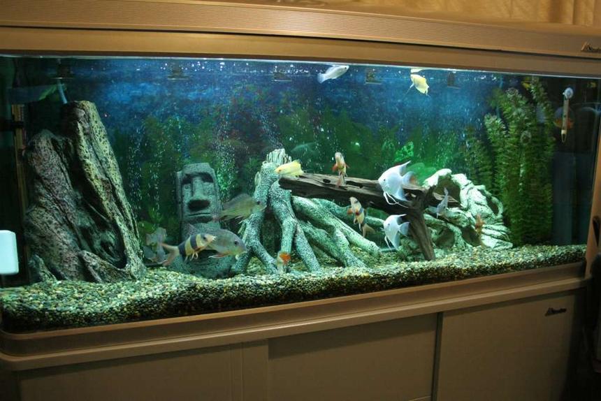 Rated #137: 53 Gallons Freshwater Fish Tank - This is our 200 litre tropical tank