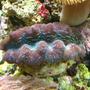 corals inverts - tridacna crocea - crocea clam stocking in 160 gallons tank - Clam