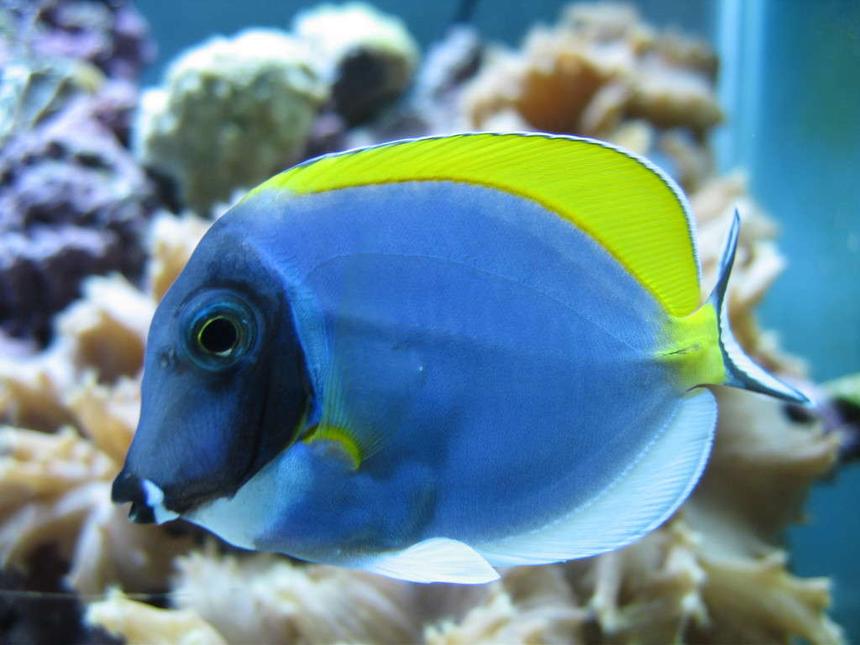 Rated #31: Saltwater Fish - Acanthurus Leucosternon - Powder Blue Tang Stocking In 160 Gallons Tank - Powder Blue Tang