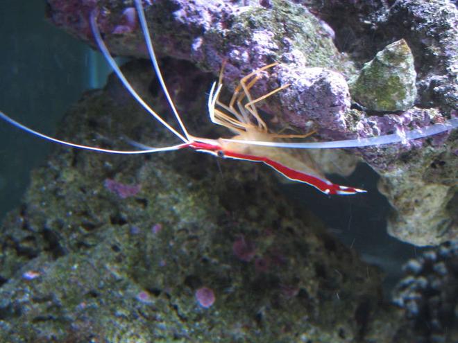 corals inverts - lysmata amboinensis - scarlet skunk cleaner shrimp stocking in 160 gallons tank - Cleaner Shrimp in Fish wash waiting!!!
