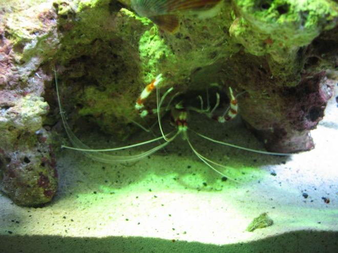 corals inverts - stenopus hispidus - banded coral shrimp stocking in 160 gallons tank - Coral Banded Shrimp