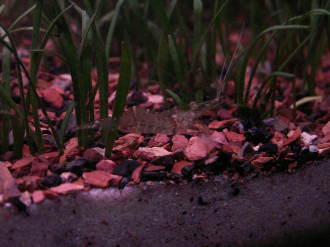 corals inverts - paleomonetes sp. - ghost shrimp stocking in 55 gallons tank - Ghost shrimp..even thought they are a cheap addition, they are still fun to look at while they clean.
