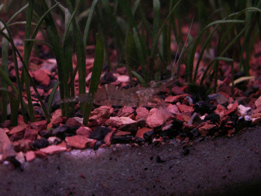 Rated #87: Corals Inverts - Paleomonetes Sp. - Ghost Shrimp Stocking In 55 Gallons Tank - Ghost shrimp..even thought they are a cheap addition, they are still fun to look at while they clean.