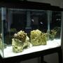 20 gallons saltwater fish tank (mostly fish, little/no live coral) - new tank
