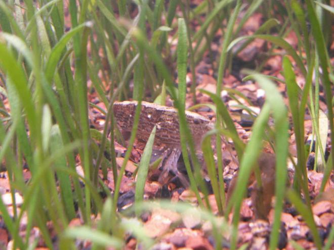 corals inverts - saron marmoratus - marble shrimp stocking in 55 gallons tank - Marble shrimp sitting in micro swords.