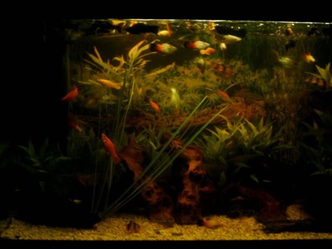 27 gallons planted tank (mostly live plants and fish) - An estabilished tropical setup with loads of plants and bogwood. Very hetic fish continually breeding.