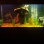 55 gallons freshwater fish tank (mostly fish and non-living decorations) - my 55 gal.