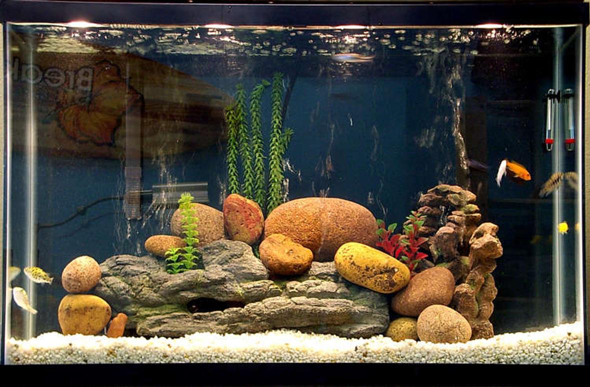 45 gallons freshwater fish tank (mostly fish and non-living decorations) - Better picture, and I moved some stuff around. Some of the guys came out to pose!
