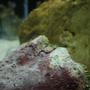 fish tank picture - my live rock they are building my saltwater tank... step by step...