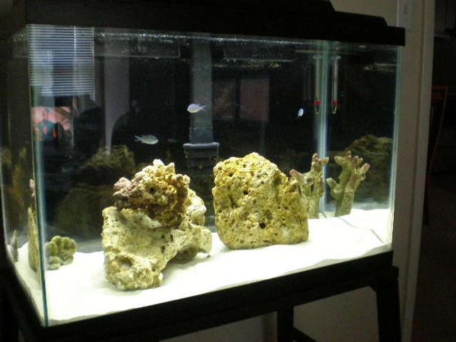 20 gallons saltwater fish tank (mostly fish, little/no live coral) - new tank ! this is the first week... slow slow slow slow