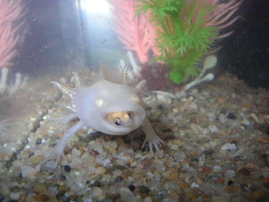 Rated #471: Corals Inverts Stocking In 55 Gallons Tank - Brikemond's Shot of Mya Feasting