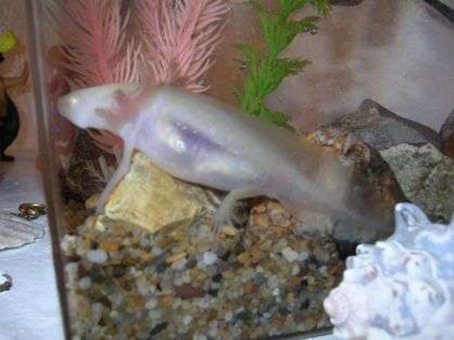 corals inverts stocking in 55 gallons tank - Brikemond's little girl (Mya) is full as a tick!