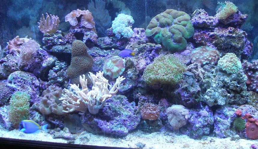Rated #52: 90 Gallons Reef Tank - 90 gal. Reef Tank w/Powder Blue Tang, Yellow Tail Damsel,
Coral Beauty, Blue/Green Chromis.
LPS, Leathers, Soft Corals & Mushrooms