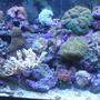 90 gallons reef tank (mostly live coral and fish) - 90 gal. Reef Tank w/Powder Blue Tang, Yellow Tail Damsel, Coral Beauty, Blue/Green Chromis. LPS, Leathers, Soft Corals & Mushrooms