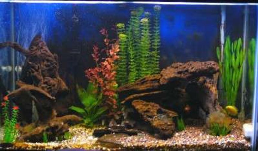 Rated #149: 65 Gallons Freshwater Fish Tank - First pick; better to come.