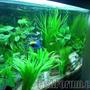 planted tank (mostly live plants and fish)