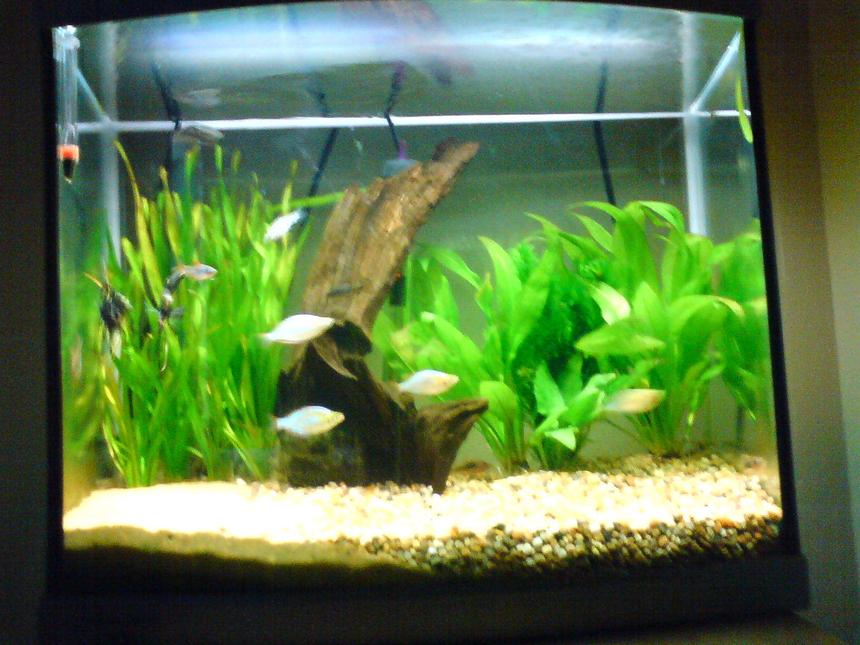 Rated #390: 14 Gallons Freshwater Fish Tank - my tank