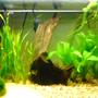 fish tank picture - my tank again