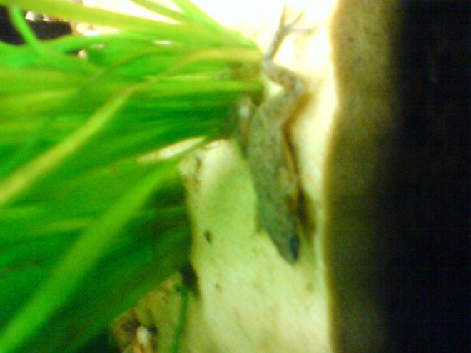 corals inverts stocking in 14 gallons tank - frog