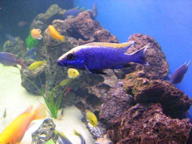 freshwater fish - otopharynx lithobates - yellow blaze stocking in 225 gallons tank - otopharynx lithobates zimbawe rocks (yellow blaze)