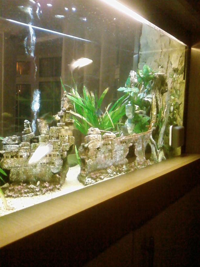 300 gallons freshwater fish tank (mostly fish and non-living decorations) - close up