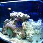 fish tank picture - (9/16/07) I am working on a 30 gal bow front reef tank with Fiji and Tonga live rock and Fiji live sand. it has a refugium, four power heads, heater, coralife T5 lighting, two Ocellaris Clownfish, one Blood Red Fire Shrimp, two Scarlet Skunk Cleaner Shrimp, one Scarlet Reef Hermit Crab, one Electric Blue Hermit Crab, cleaner crew, a hammer coral and many more coral to come!