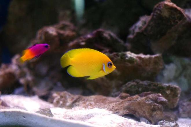 saltwater fish - gramma loreto - royal gramma basslet stocking in 72 gallons tank - Lemonpeel and Royal Gramma