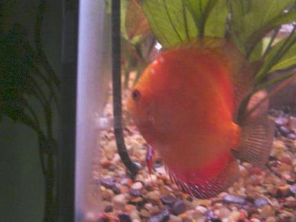 freshwater fish - symphysodon sp. - red marlboro discus stocking in 55 gallons tank - my golden discus