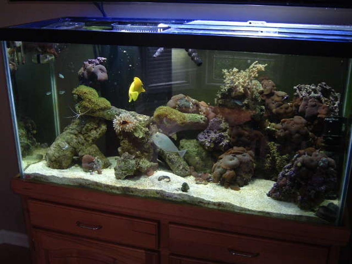 90 gallons reef tank (mostly live coral and fish) - 90 Gallon Reef Tank