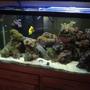 90 gallons reef tank (mostly live coral and fish) - 90 Gallon Reef Tank