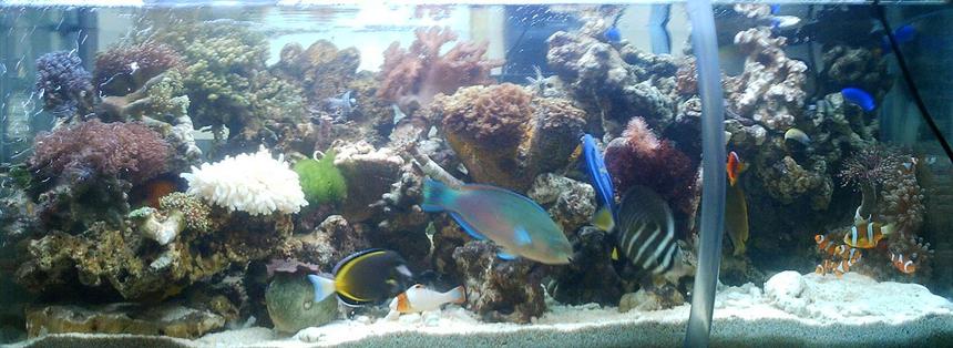 Rated #136: 50 Gallons Reef Tank - my reef tank