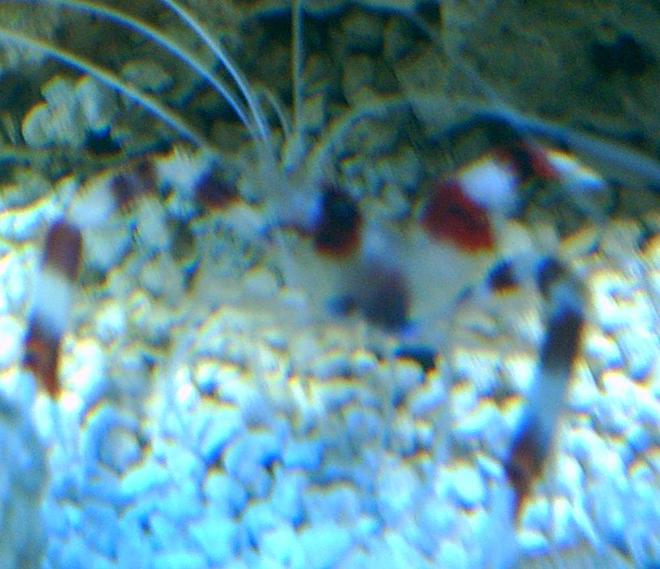 corals inverts - stenopus hispidus - banded coral shrimp stocking in 75 gallons tank - banded coral shrimp pic 2