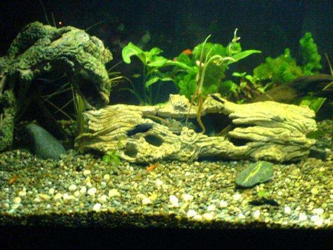 75 gallons freshwater fish tank (mostly fish and non-living decorations) - Help is appriciated..