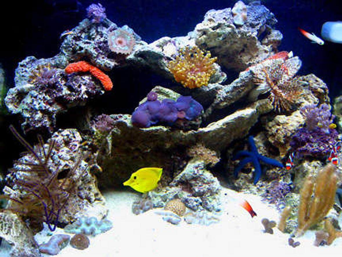 fish tank picture - 2nd Month
