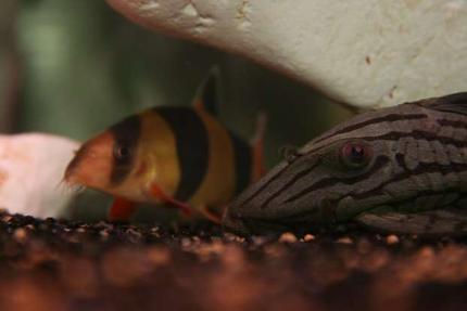 freshwater fish - botia macracantha - clown loach stocking in 138 gallons tank - Clown Loach VS Royal Pleco