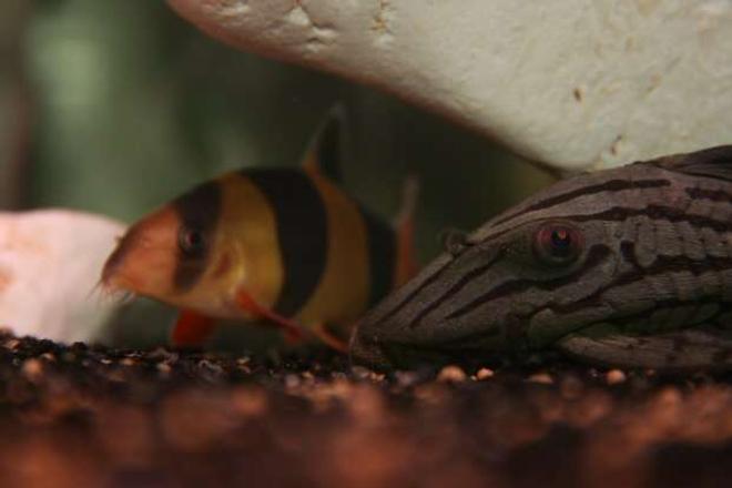 freshwater fish - botia macracantha - clown loach stocking in 138 gallons tank - Clown Loach VS Royal Pleco