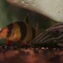 freshwater fish - botia macracantha - clown loach stocking in 138 gallons tank - Clown Loach VS Royal Pleco