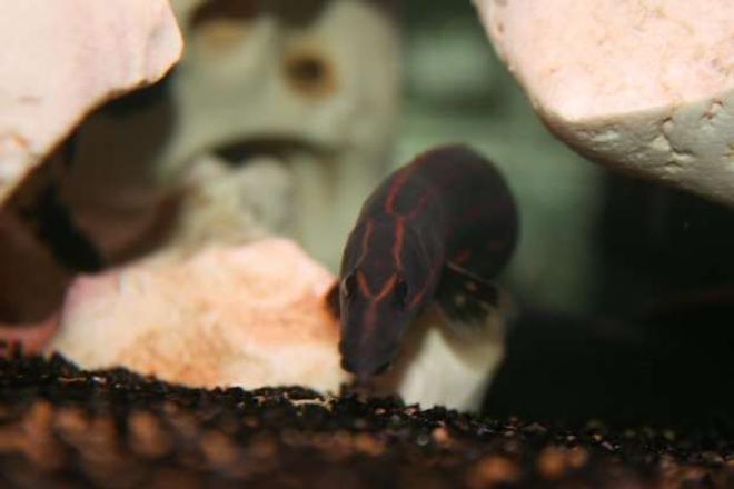 freshwater fish - mastacembelus erythrotaenia - fire eel stocking in 138 gallons tank - fire EEL